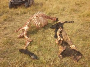 Cow-killed-by-wolves